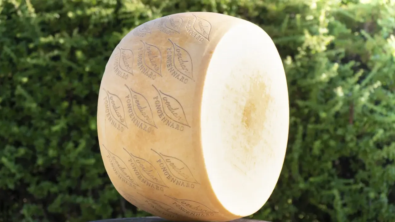Ein großer Parmesanlaib mit eingeprägtem Schriftzug und Blättern vor grünem Hintergrund.