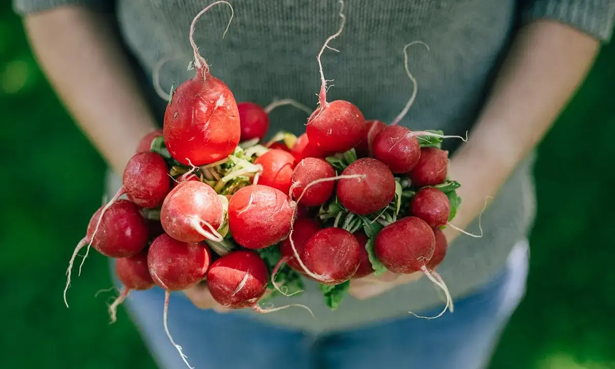 Frische Radieschen in Händen, ein Beweis dafür, dass Radieschen gesund sind.
