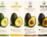 Avocados in verschiedenen Reifestadien: unreif, fast reif, reif und überreif. Tipps, wie man Avocados reifen lassen kann.