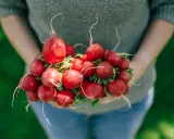 Frische Radieschen in Händen, ein Beweis dafür, dass Radieschen gesund sind.