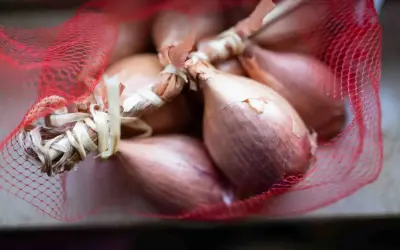 Ein Bund Schalotten in rotem Netz. Diese kleinen Zwiebeln sind perfekt für feine Aromen in der Küche.