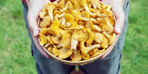 Hände halten einen Korb voller frischer Pfifferlinge, bereit zum Putzen.