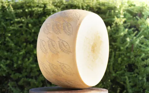 Ein großer Parmesanlaib mit eingeprägtem Schriftzug und Blättern vor grünem Hintergrund.