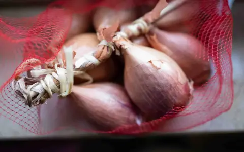 Ein Bund Schalotten in rotem Netz. Diese kleinen Zwiebeln sind perfekt für feine Aromen in der Küche.