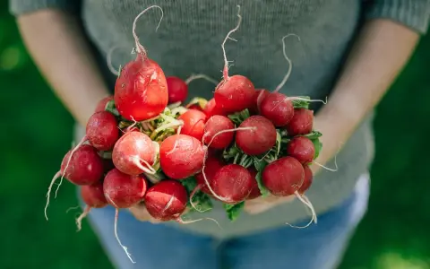 Frische Radieschen in Händen, ein Beweis dafür, dass Radieschen gesund sind.
