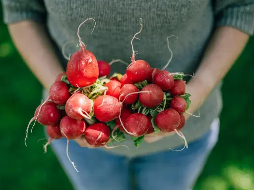 Frische Radieschen in Händen, ein Beweis dafür, dass Radieschen gesund sind.