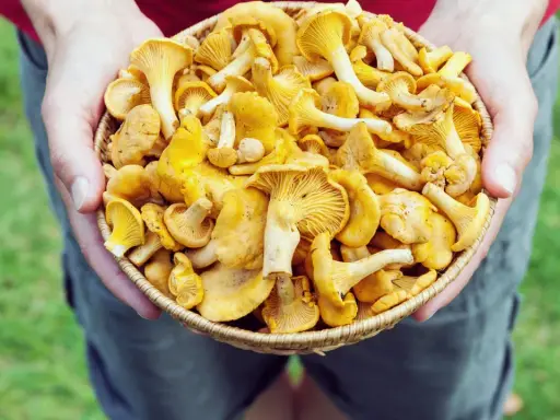 Hände halten einen Korb voller frischer Pfifferlinge, bereit zum Putzen.