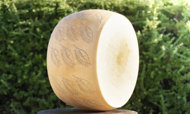 Ein großer Parmesanlaib mit eingeprägtem Schriftzug und Blättern vor grünem Hintergrund.
