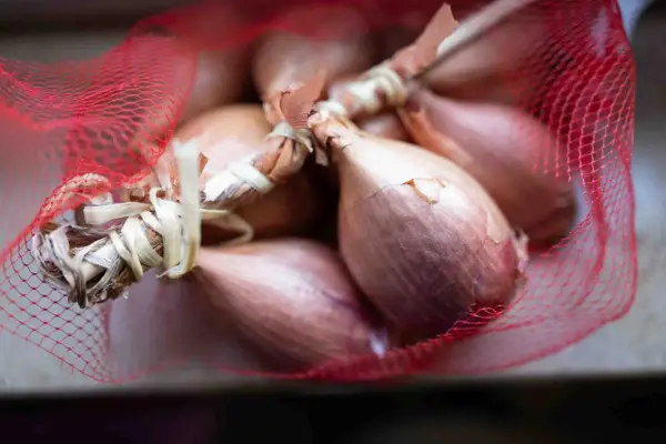 Ein Bund Schalotten in rotem Netz. Diese kleinen Zwiebeln sind perfekt für feine Aromen in der Küche.