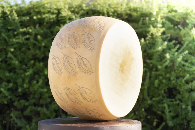 Ein großer Parmesanlaib mit eingeprägtem Schriftzug und Blättern vor grünem Hintergrund.